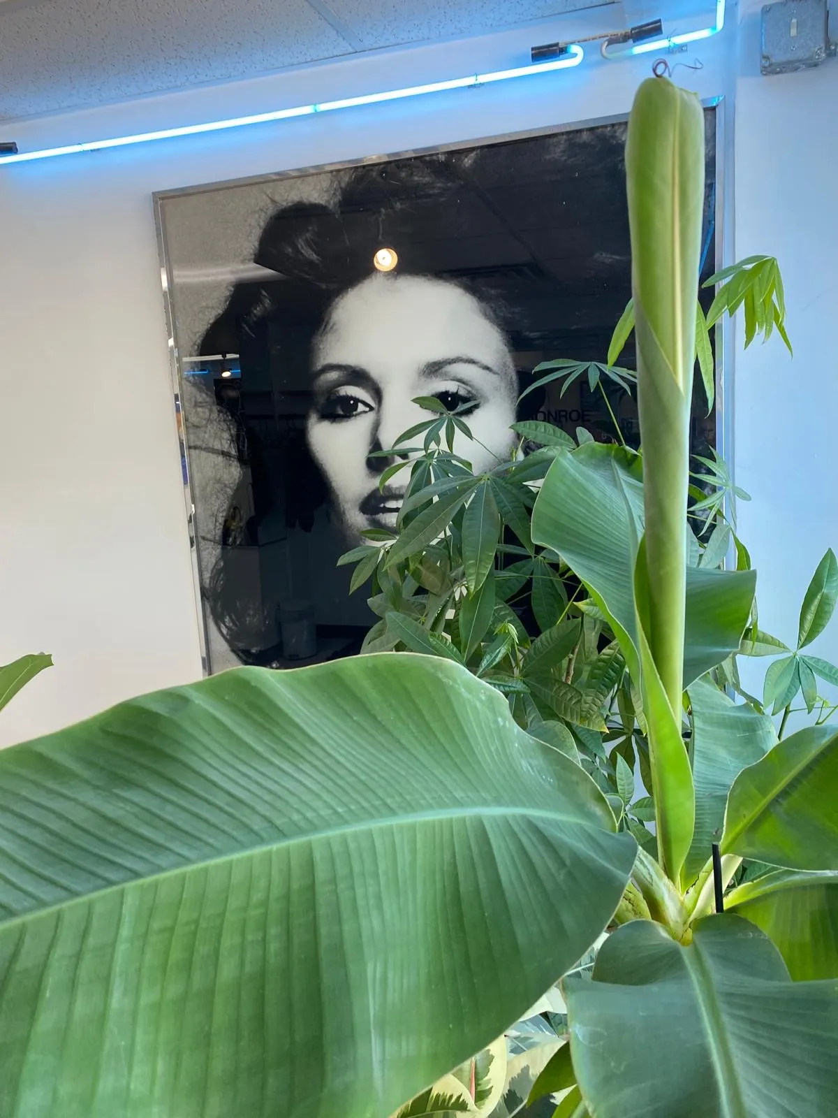 Interior of L.A. Monroe Hair Studio - a large black-and-white portrait artwork on the wall, framed by tropical plants under a blue neon strip light